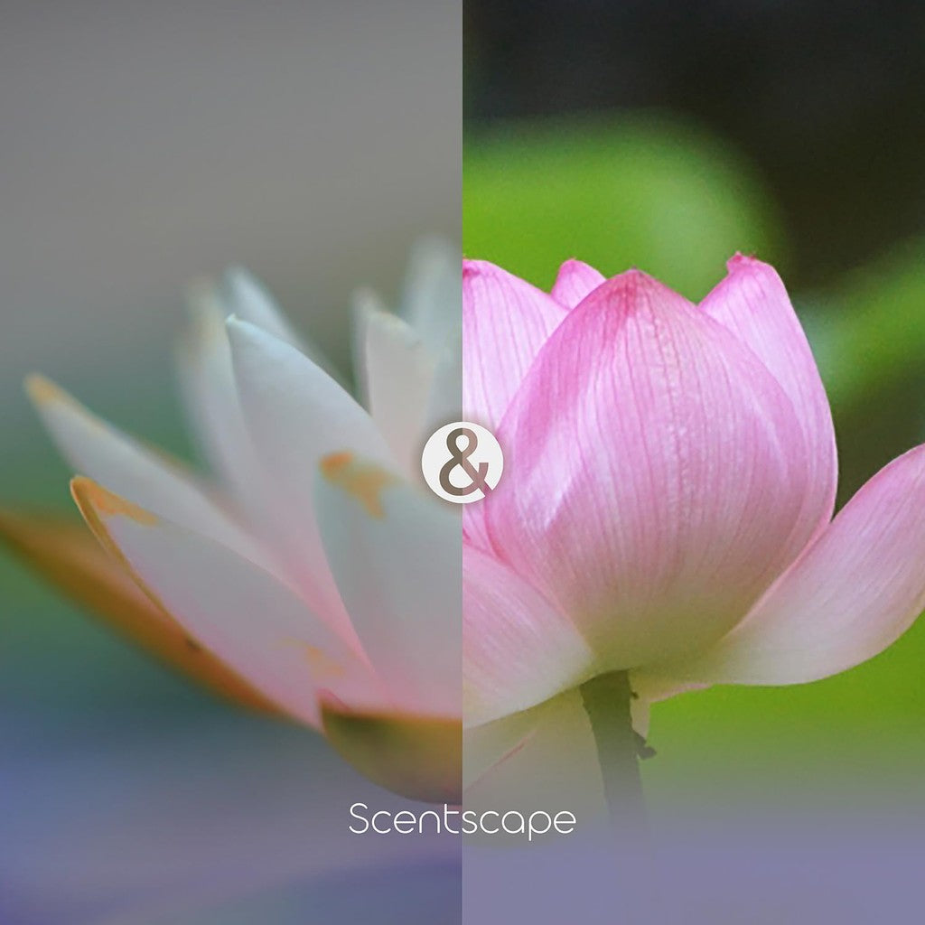 Nippon Kodo Incense scentscape Lotus & Water Lily, 30 sticks.