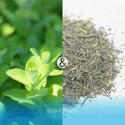 Nippon Kodo Incense Scentscape Ice Mint & White Tea, 30 sticks