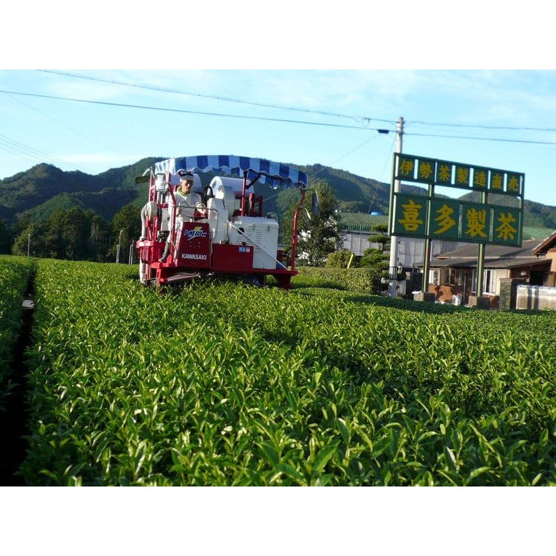 Ise Tea Red Black Tea Leaves [Subtle Natural Sweetness] 100g 'Summer Harvest Second Flush' Red Ise Autumn/Winter Delicious Tea Japanese Tea Mie Prefecture Cultivated For Confectionery Use Bulk Packaging