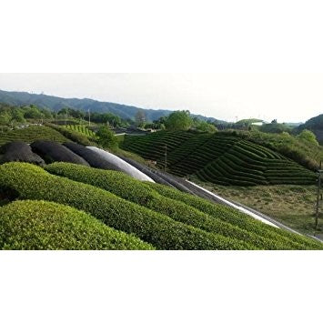 Harimaen Seicha Organic Matcha Can 20g