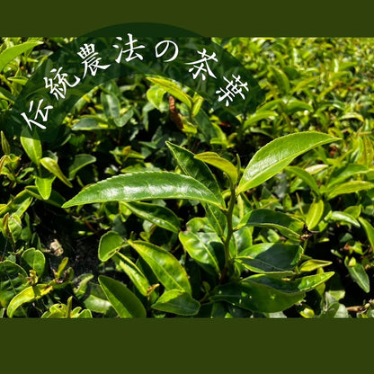 Kōnfū Premium Uji Matcha Powder, 20g Can | Authentic Japanese Green Tea from Uji, Kyoto, Ideal for Matcha Lattes, Sweets, and Ceremonies, Perfect as a Gift or Souvenir, Handcrafted Quality.